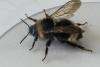 Bombus sp.